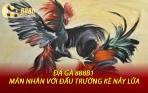 Đá Gà 888B1 - Mãn Nhãn Với Đấu Trường Kê Nảy Lửa