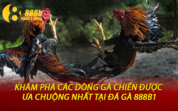 Khám Phá Các Dòng Gà Chiến Được Ưa Chuộng Nhất Tại Đá Gà 888B1